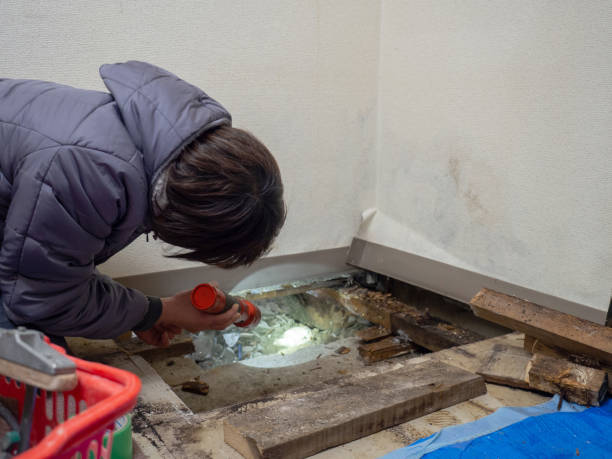  North Ridgeville, OH Mold Removal Pros