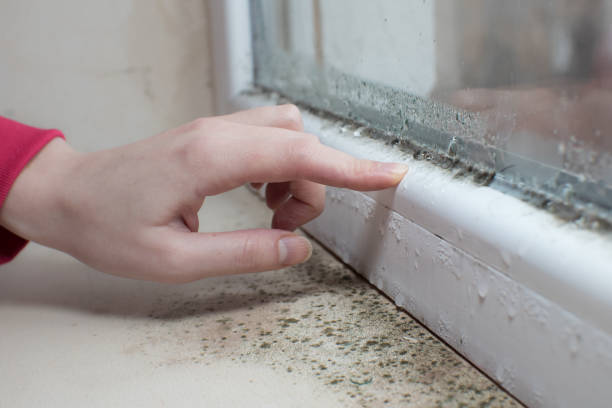 Best Real Estate Mold Inspection  in North Ridgeville, OH