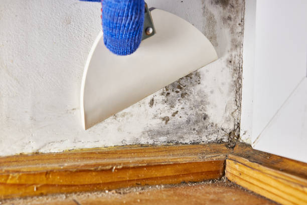 Best Environmental Consulting for Mold Prevention  in North Ridgeville, OH
